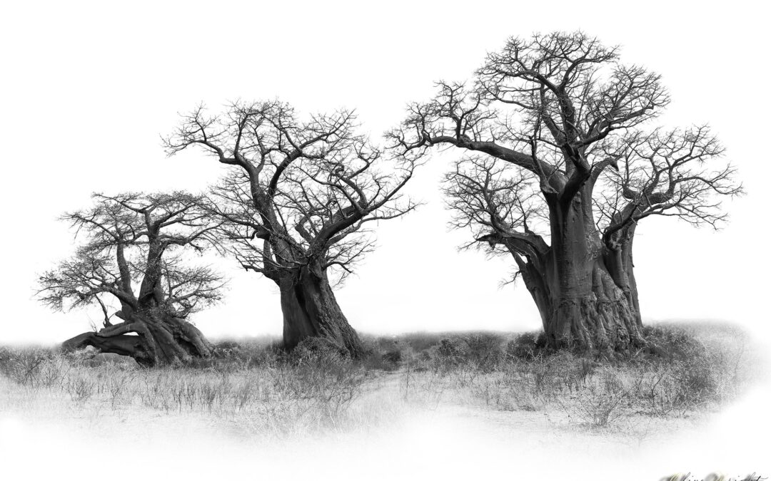 Botswana Boababs – amazing photo by Clive Wright