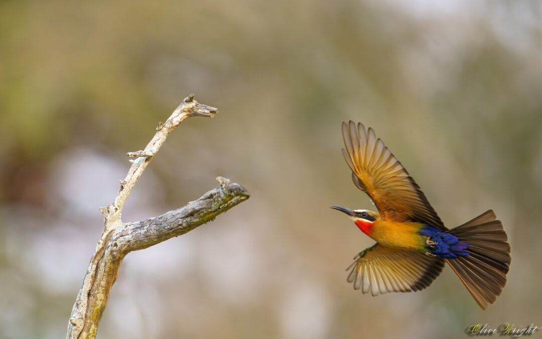 White Fronted Bee Eater – Mid-Flight Photo Of The Day