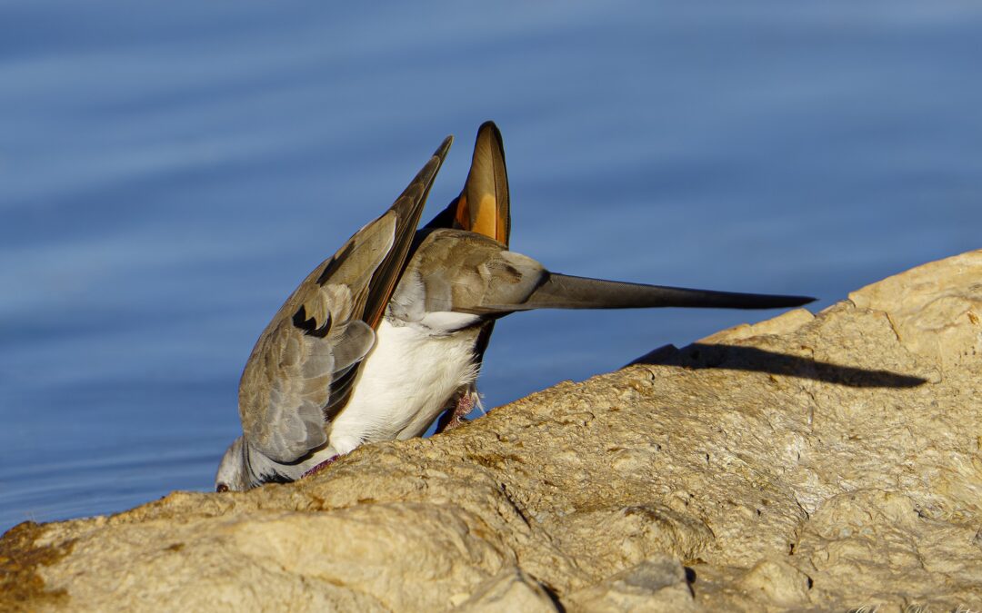 Bottoms Up – Photo Of The Day
