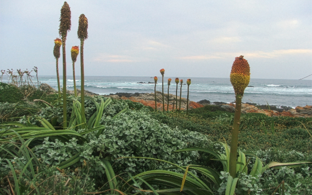 This Is Not Empty Land. This Is Living Human History – by The Thyspunt Alliance
