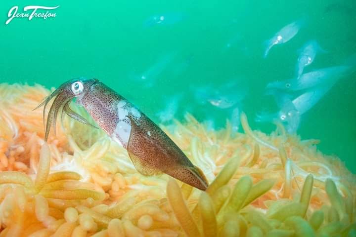 Chokka Squid Spawning Grounds At The Centre Of Thyspunt Debate