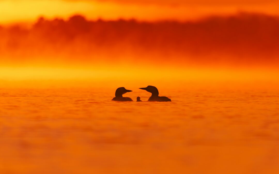Two Loons And A Chick – Photo Of The Day