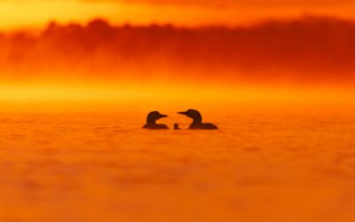 Two Loons And A Chick – Photo Of The Day