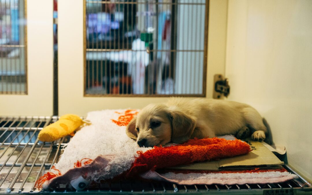 Kouga secures long-term homes for local animal welfare organisations